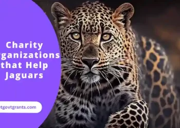 Charity Organizations that Help Jaguars