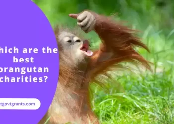 Which are the best orangutan charities?