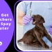 How To Get Free Vouchers For Free Spay And Neuter AZ